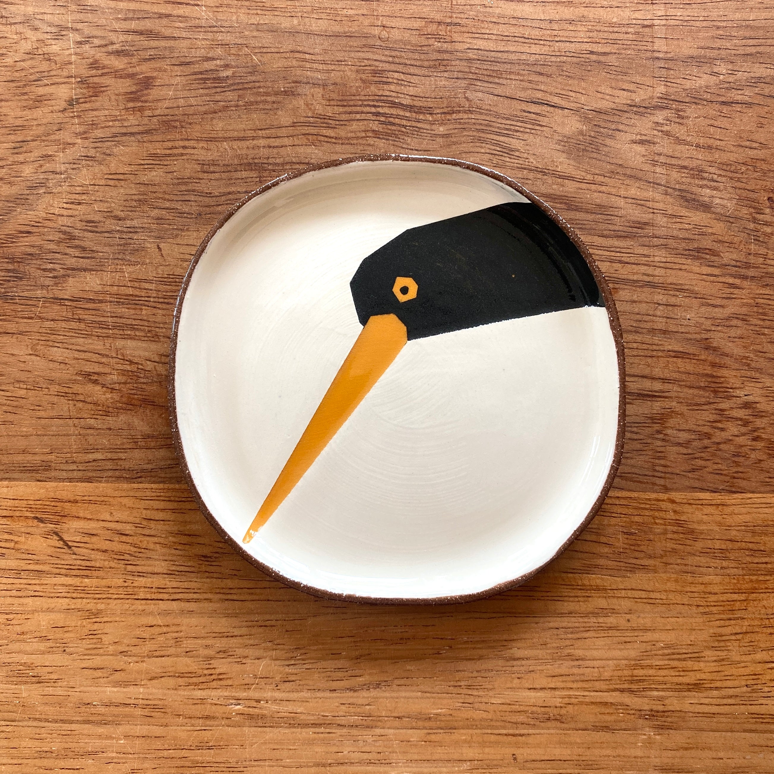 Big beak oyster catcher